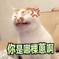 猫咪 你是哪颗葱啊