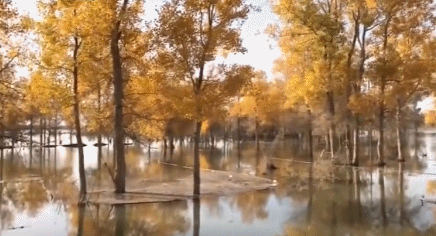 新疆 胡杨林 风景 秋天 秋景 美丽