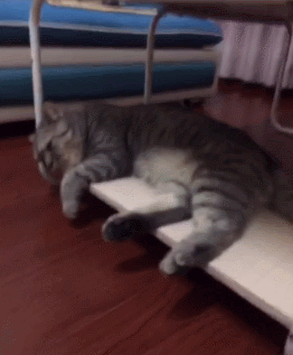 猫咪 趴着 一动不动 地板