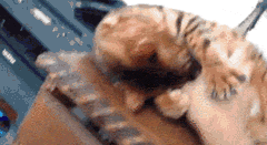 宠物 恶搞 不要 搞笑 gif
