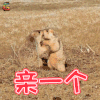 土拨鼠 萌宠 亲一个 soogif soogif出品