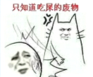金馆长 猫咪 打人 只知道吃屎的废物
