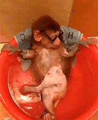 猴子 西装 墨镜 搞笑