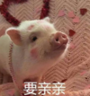 萌宠 猪猪 要亲亲 爱你 呆萌 可爱