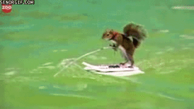 松鼠 滑板 冲浪 技巧