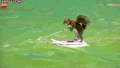松鼠 滑板 冲浪 技巧