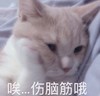 萌宠 猫星人 伤脑筋哦 呆萌 可爱