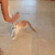 宠物 搞笑 照片 喵星人 懒得 萌 gif