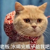 萌宠 猫星人 老板水喝完瓶子给我吧 穷困潦倒 呆萌 搞怪