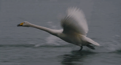大白鹅 翅膀 水面 奔跑