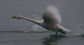 大白鹅 翅膀 水面 奔跑