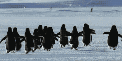 企鹅 雪地 快跑 黑色