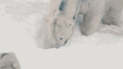 雪地 躲起来 毛茸茸 北极熊