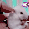 兔子 惊吓 搞笑 可爱