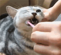 猫咪 花纹 刷牙 可爱