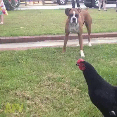 鸡 狗 攻击 跑啊 户外