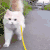 猫咪  可爱   散步   白绒绒  悠闲
