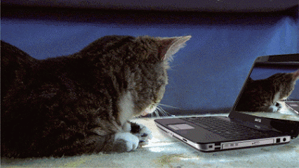 小猫 电脑 害怕 模仿