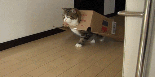 猫咪 纸壳箱 走路 可爱