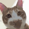猫咪 伸舌头 大眼睛 可爱 萌萌哒