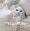 萌宠 猫星人 真的美 自恋 搞怪 逗