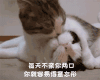 萌宠 汪星人 每天不亲你两口 你就容易得意忘形 呆萌 可爱