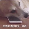 萌宠 汪星人 回我吧 怎么还不回我 可爱 憨憨