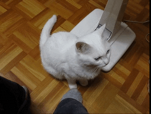 白色 可爱 小猫 互动