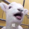 萌宠 小羊 呕 恶心 呆萌 可爱