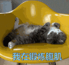 我在锻炼腹肌 猫咪
