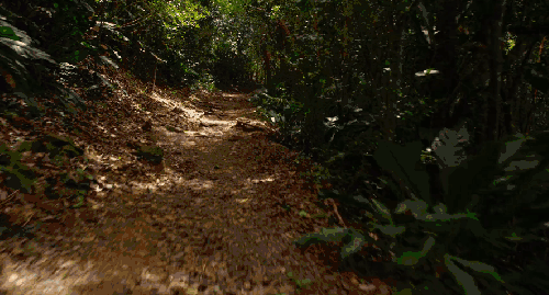 小道 森林 纪录片 维尔京群岛 美国