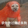 狗 放过 求你 可爱 呆萌