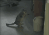 猫咪 垃圾桶 玩耍 可爱