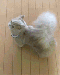 猫咪 萌宠 可爱 soogif出品 soogif