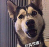 萌宠 汪星人 你在顶嘴 我抽你啊 呆萌 可爱