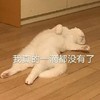 萌宠 猫星人 我真的一滴都没了 无奈 呆萌 可爱