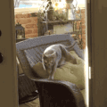搞笑 猫咪 旋转沙发