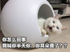 萌宠 喵星人 我喊你半天了 耳朵聋了？ 淘气 调皮