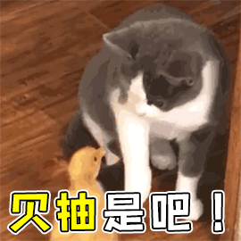 萌宠 猫咪 猫 生气 欠抽是吧