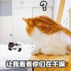 萌宠 猫星人 让我看看你们在干嘛 呆萌 可爱