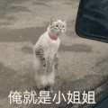 萌宠 猫星人 俺就是小姐姐 我是小姐姐 搞怪 逗