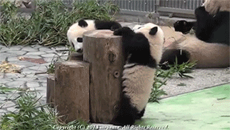 视频 熊猫 大小