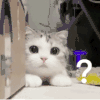 萌宠 猫星人 ？？？ 好奇 搞怪 逗