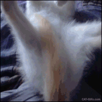 猫咪 睡觉 姿势完美