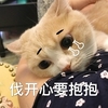 萌宠 猫星人 不开心要抱抱 哭泣 呆萌 可爱