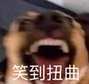 萌宠 汪星人 哈哈哈 笑到扭曲 调皮 可爱