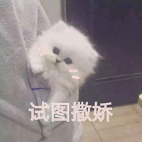 试图撒娇 猫咪 可爱 欢乐