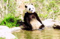 大熊猫 水塘 可爱 喝水
