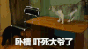 小浣熊 卧槽 吓死大爷了 害怕 被吓一跳 握草