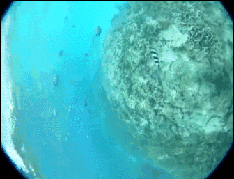 海底世界 热带鱼 美景 珊瑚礁